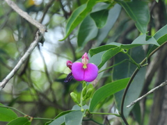 Canavalia bonariensis