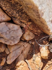 Crassula sericea sericea