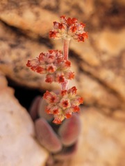 Crassula sericea sericea
