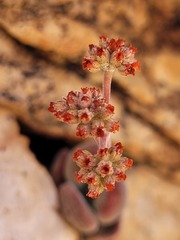 Crassula sericea sericea
