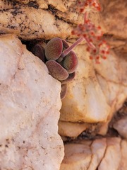 Crassula sericea sericea