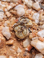 Lithops