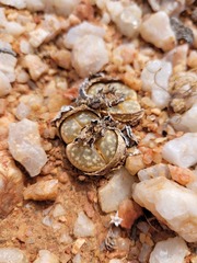 Lithops