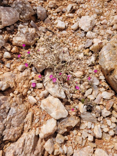 Mesembryanthemum latipetalum (L. Bolus) Klak