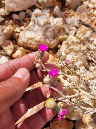 Mesembryanthemum latipetalum (L. Bolus) Klak 2