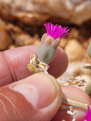 Mesembryanthemum latipetalum (L. Bolus) Klak 3
