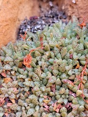 Crassula exilis