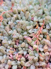 Crassula exilis