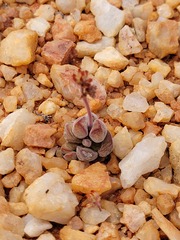 Crassula sericea
