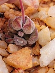 Crassula sericea