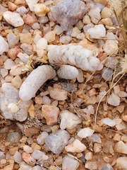 Anacampseros papyracea