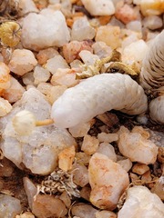 Anacampseros papyracea