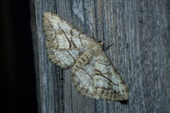Peribatodes perversaria