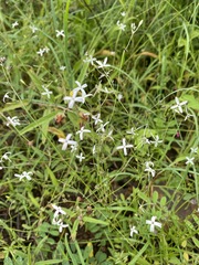 Kohautia amatymbica