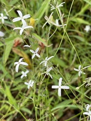 Kohautia amatymbica