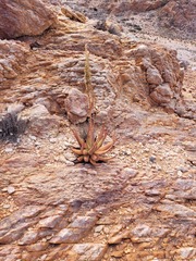 Aloe gariepensis