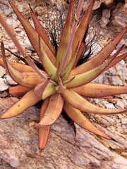 Aloe gariepensis