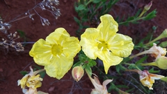 Oenothera hartwegii