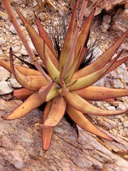 Aloe gariepensis