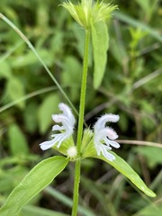 Leucas glabrata