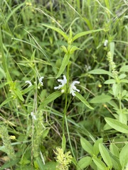 Leucas glabrata