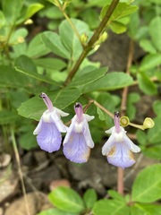 Vitex harveyana