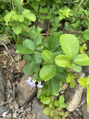 Vitex harveyana
