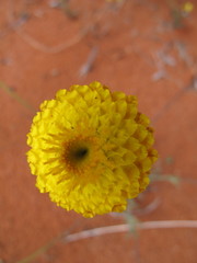 Leucochrysum stipitatum
