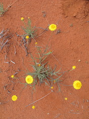 Leucochrysum stipitatum