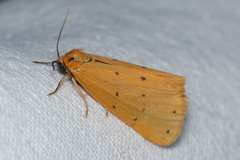 Setina flavicans