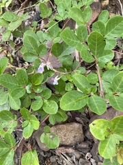 Vitex harveyana