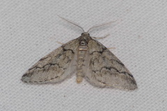 Tephronia lhommaria