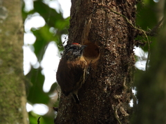 Picumnus nebulosus