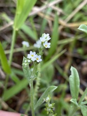 Euploca ovalifolia