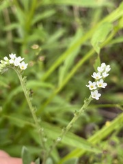 Euploca ovalifolia