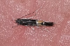 Cosmopterix macrula