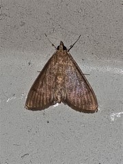Protonoceras mitis