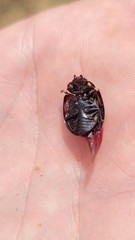 Paropsisterna semivittata