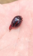 Paropsisterna semivittata