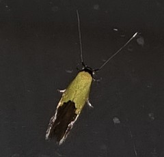 Opogona protodoxa