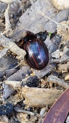 Paropsisterna semivittata