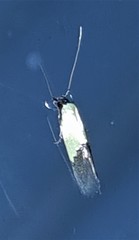 Opogona protodoxa