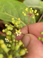 Polyscias sambucifolia