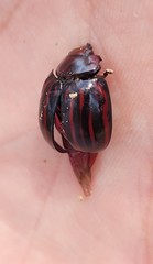 Paropsisterna semivittata