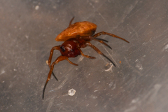 Hypognatha elaborata