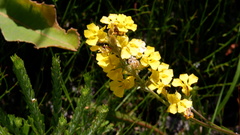Goodenia stelligera