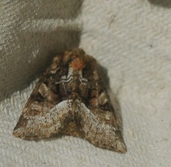 Oligia strigilis