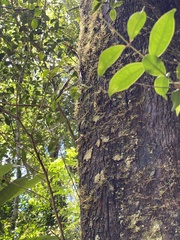 Dendrobium tetragonum