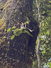 Dendrobium tetragonum