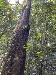 Dendrobium tetragonum